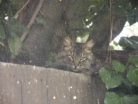 Hermes on fence behind screen 010